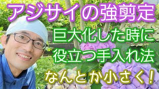 【アジサイの強剪定】大きくなり過ぎた株を一気にサイズダウンする方法(2023年7月)🍃🤲※通常手入れ動画は概要欄にて