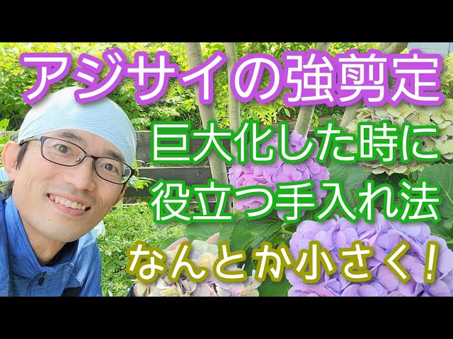 【アジサイの強剪定】大きくなり過ぎた株を一気にサイズダウンする方法(2023年7月)🍃🤲※通常手入れ動画は概要欄にて class=