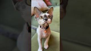 Selkirk Rex Kitten & Devon Rex Kitten #cute #kitten #devonrex #selkirkrex