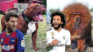 Famous Footballers And Their Dogs That They Love As Their Sons