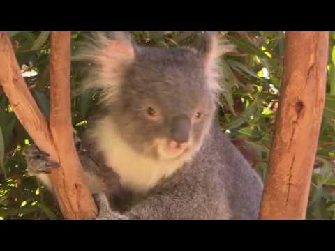 Video: Australiens Landmärken