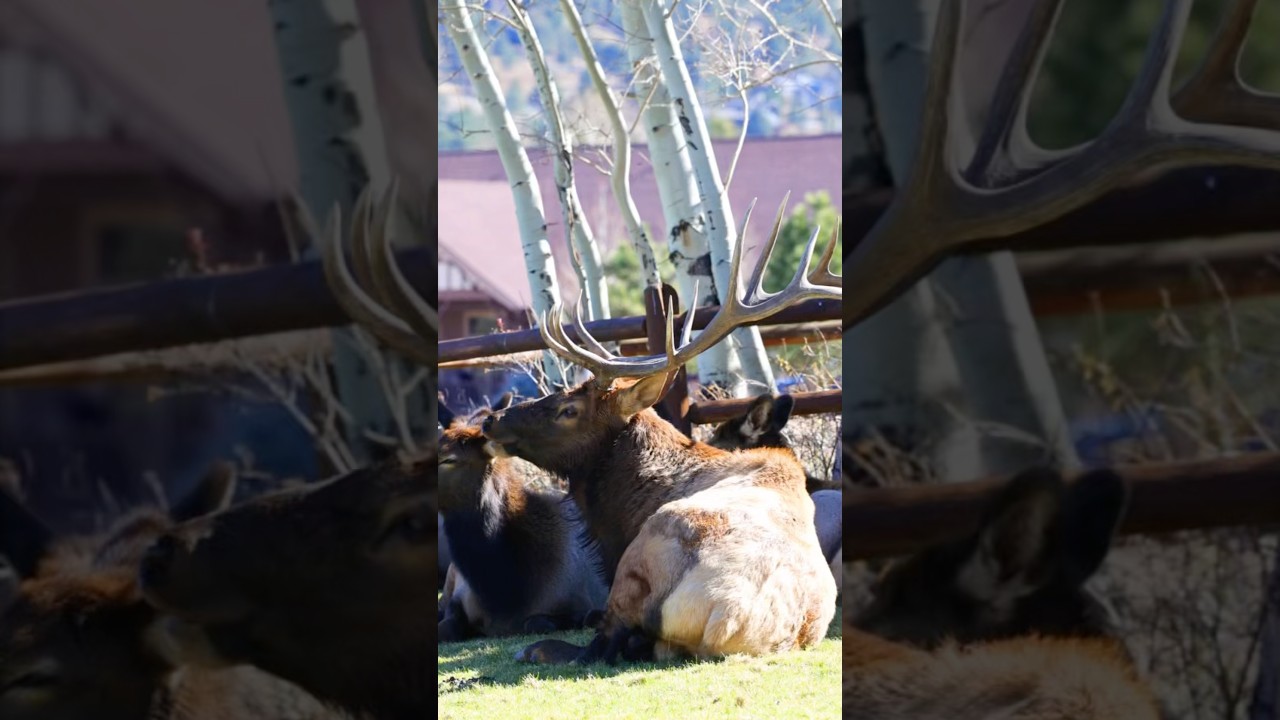 🦌Bull Elk and his Harem Estes Park 