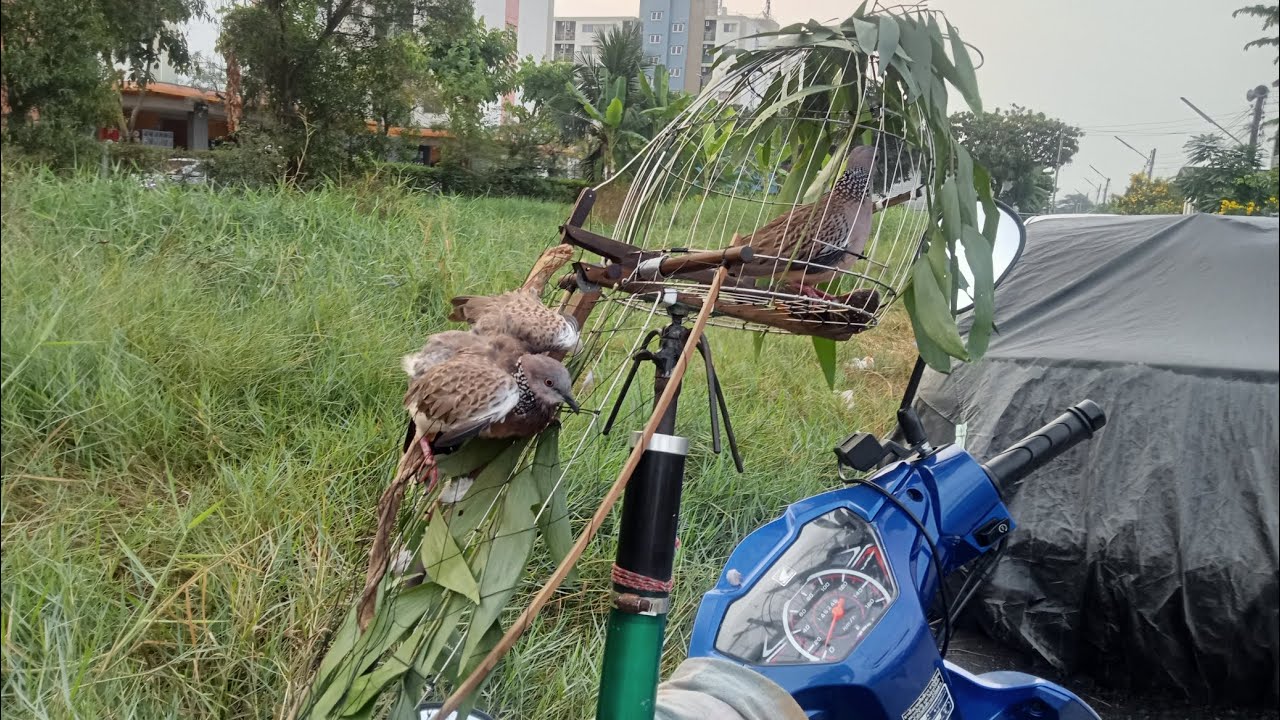 ต่อนกเขาใหญ่ เอาเพนียดมาเทสอีกรอบ #เจ้าเหลี่ยมเพชร