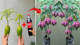 TOP TECHNIQUE for propagating MANGO trees with Coca-Cola for super growth for extremely high yields