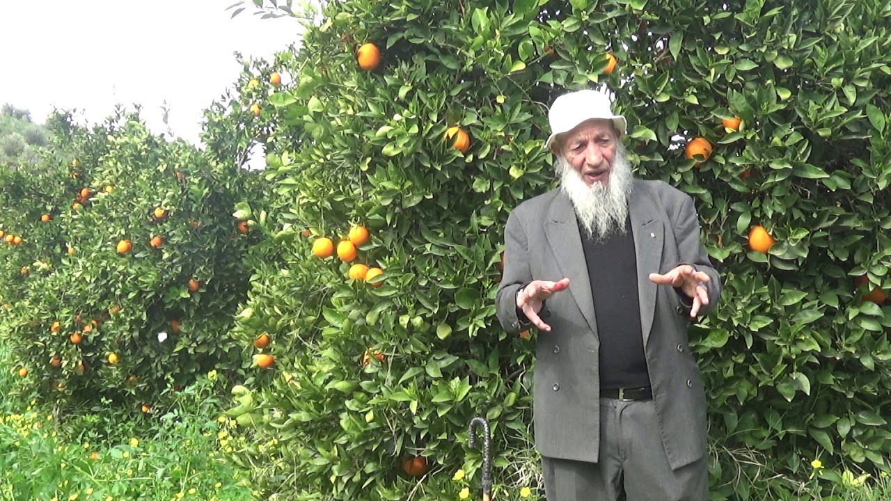 البديل الأخضر للارشاد الفلاحي : البرتقال 2