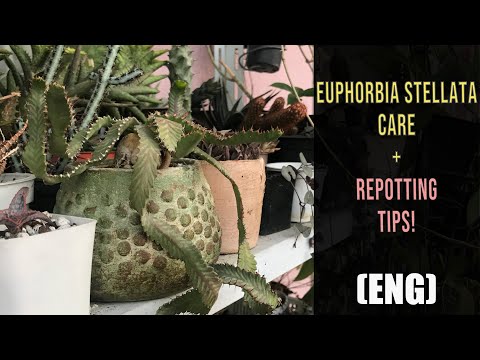 Video: Euphorbia: Home Care