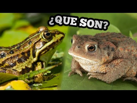 Video: ¿Qué nombre científico animal es rana tigrina?