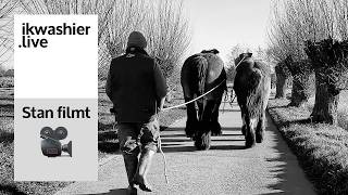 Download Lagu Belgisch trekpaard Gloria (18 m) in de leer met zus Flora (5 j) - Stan filmt 't Hof te Moerzeke 05 MP3