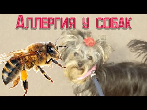 Какие бывают размеры одежды для собак