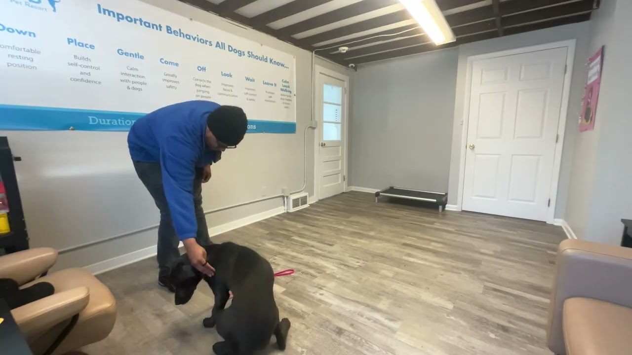 Violet- Working on sit, look, down, place, recall, gentle, and leash walking.