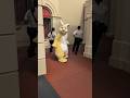 【TDL】扉を閉められて焦るキャストさんとラビット