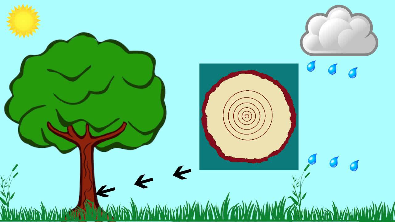 Tree Animation 1 lrg - YouTube