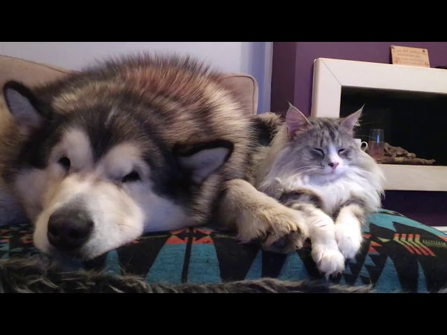 Malamute and cat bonding