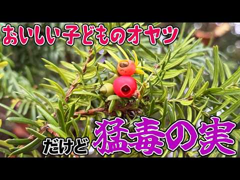野食ハンター茸本朗（たけもとあきら）ch 最新動画 おいしい子どものオヤツだけど猛毒の実