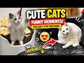 😹🐶 Cats vs Dogs – Funny Moments Compilation!