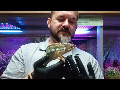 camera iphone 8 plus apk S'N'A Advanced Series : Episode 7 - Panther Chameleon (Furcifer pardalis)