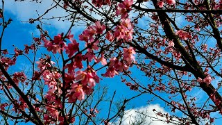 Forever Spring