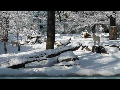 カナダオオカミの遠吠え