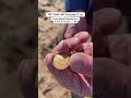 1817 Gold Half Sovereign!! 👑 🤯 Found Metal Detecting #shorts #gold #treasure #metaldetecting