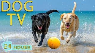 Download Lagu DOG TV: Best Entertain Videos for Dogs to Watch When Home Alone - Best Happy Music for Dogs MP3 Download Lagu DOG TV: Best Entertain Videos for Dogs to Watch When Home Alone - Best Happy Music for Dogs MP3
