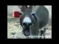 هههههههههههه نكتة روعة