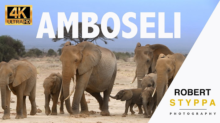 Amboseli, the land of the last big tusker elephants