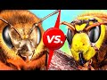 Abejas vs. avispones gigantes. ¿Quién ganará?