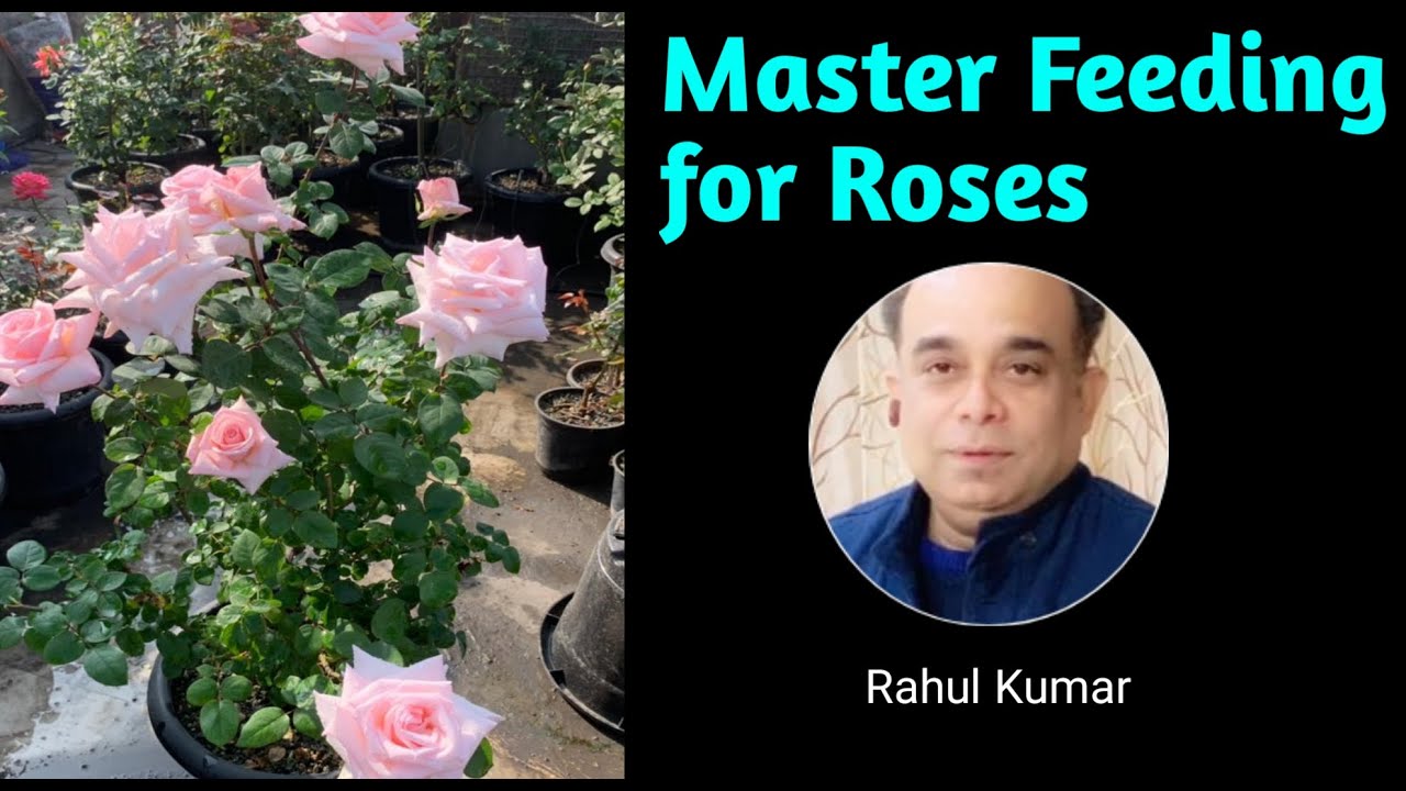 मीडिया कोई हो,बस ये कर लो, एक मास्टर फ़ीडिंग हर मौसम के लिए/All Time Favourite, One Master Feeding