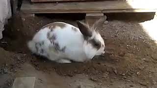 rabbit digs hole for cat - 1003155