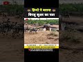 हिप्पो ने की कुत्तों की मदद 😂 । animal shorts । #shorts #ytshorts