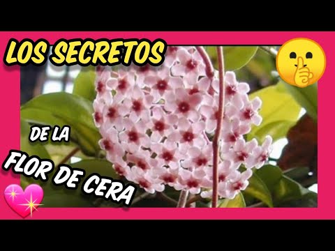 👉👉👉 TIPPS und Pflege der HOYA CARNOSA ❤️❤️ Pflege der Pflanze Hoya carnosa, Wachsblume oder Perlmutt