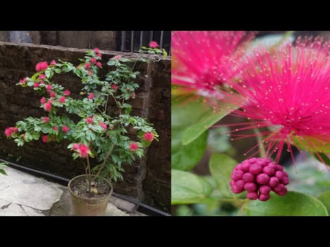 Video: Fairy Duster Plant: Paano Palaguin ang Calliandra Fairy Duster Shrub