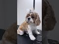 Ready for a New Look #dogshorts #grooming #puppy #pets #dog #animals #shorts #tranding #dog #doglife
