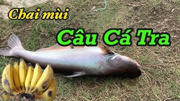 CHIA SẺ CÁCH LÀM CHAI TINH MÙI CÂU CÁ TRA