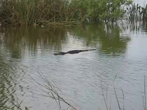 apopka lake florida