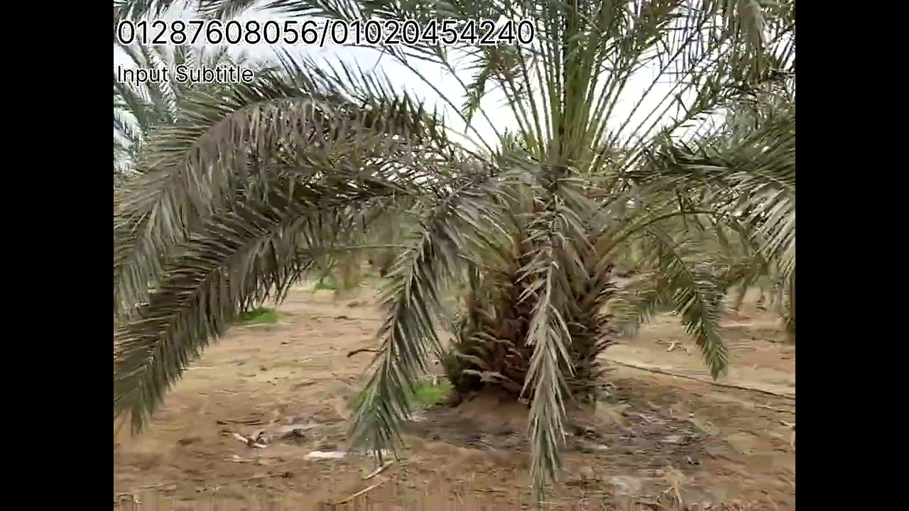 مزرعه نموذجيه فعلا.40فدان نخل منتج وبرسيم حجازي ومقننه وسعر حرفياااا ممتاز