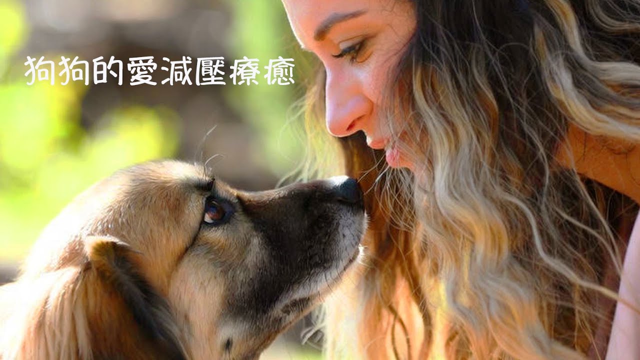 周兆祥:狗狗的愛減壓療癒 - YouTube