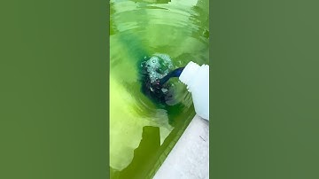 Satisfying Green Pool Cleaning