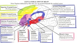 Revisiting the Case Study of Victor Leborgne