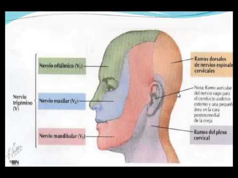 Vídeo: Diferencia Entre Miotoma Y Dermatoma