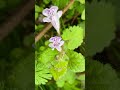 #活血丹,学名Glechoma longituba (Nakai) Kupr.,属于唇形科活血丹属。别名连钱草、透骨消、遍地香、佛耳草等,英文名Ground Ivy。得名“活血”源于其功效。全草入药。