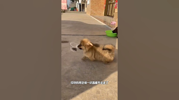 土狗串串也很聪明哦😜
