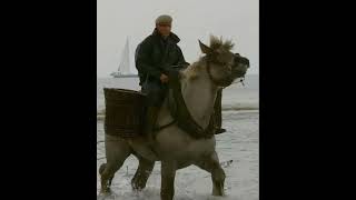 Shrimp fisherman on horseback in the North-Sea