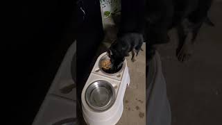 8 week old German Shepherd puppy fights with flashlight.