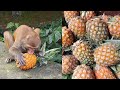 Hungry wild monkey eat pineapple | feeding 22 kg pineapple to the wild monkey |monkey love pineapple