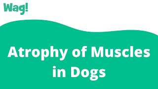 Atrophy of Muscles in Dogs | Wag!