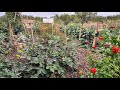 Growing food in the desert  summer 2023 native soil garden update 