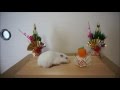 鏡餅にならないハムスター Happy New Year Hamster Bloopers