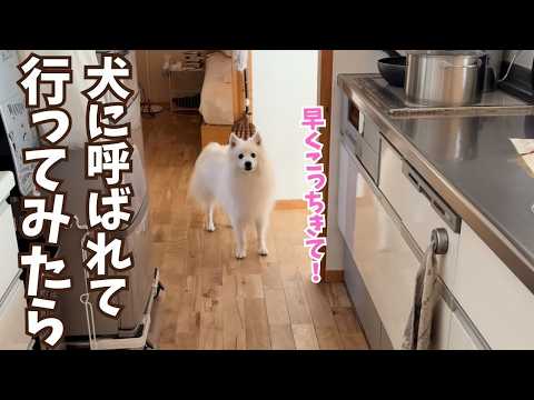 【盆休み初日】愛犬がなんどもママを寝室にご案内する理由がかわいすぎた/日本スピッツ