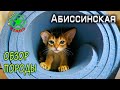 Абиссинская кошка - Обзор породы